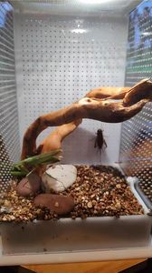 Petit Terrarium Araignée 4.7 \ "X 3.9 \" X 7.8 \ "pour Araignées Sauteuses Mante Priante Autres Invertébrés Présentoir pour Arboréal - Product Image 4