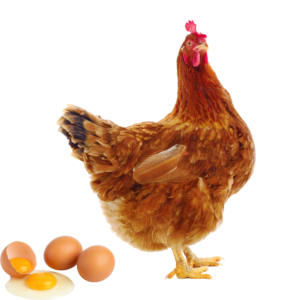 Feed Grade di alta qualità Multi vitamina contiene vitamina A, B1, B2, B6, B12 polvere Fine composto Multi vitamina per il pollame - Product Image 1