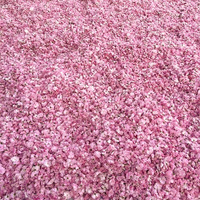 Kelopak Bunga Sakura Berkualitas Tinggi Ying Hua, Bunga Sakura Kering untuk Teh
