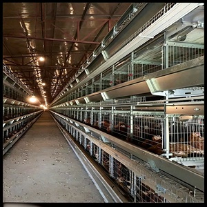 Nouvelle Cage <span class=keywords><strong>à</strong></span> Poules de Type H pour Pondeuses, Capacité 5000 Poulets, en Acier Galvanisé, Utilisation Agricole Automatique - Vente Chaude - Product Image 1