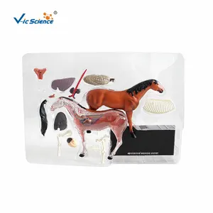 Hot Sale 3D Model Hewan Kuda Model Anatomi untuk Pengajaran