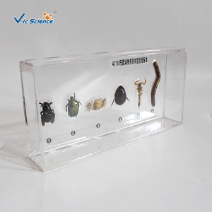 Spécimen d'arthropode en résine, structure corporelle complète d'invertebré pour l'enseignement et l'observation en biologie CE/ISO/ROHS/CNAS - Product Image 4