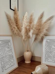 2024 Top vendeur de haute qualité fleur séchée décorative naturelle vraie herbe de pampa grandes pampas beiges pour la décoration de <span class=keywords><strong>mariage</strong></span> - Product Image 4