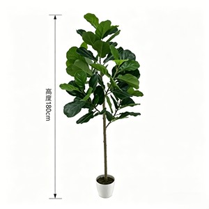 Planta de Ficus Lyrata Blanca de 180 cm con Tronco Agujereado – Ecológica para Decoración de Bodas y Eventos - Product Image 1
