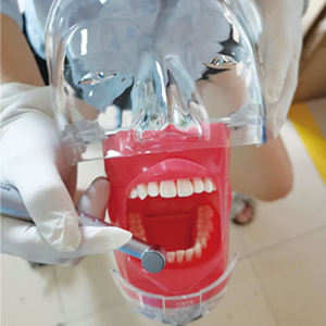 Preparación tipodónica de cavidad, modelo Dental estándar 28 <span class=keywords><strong>Remo</strong></span> - Product Image 1