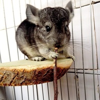 Bâton à mâcher pour lapin, jouet à mâcher pour lapin avec bâton de pomme 100% naturel, lapin, hamster, chinchilla, cochons d'Inde, gerbille, jouet à mâcher