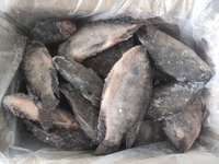 Tilapia congelé Niloticus Poisson congelé Fruits de mer Tilapia noir nettoyé éviscéré à l'échelle