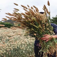 材料干花兔尾草花束兔尾花装饰用兔尾花