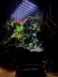 <span class=keywords><strong>Lampe</strong></span> <span class=keywords><strong>LED</strong></span> éco-responsable à spectre complet <span class=keywords><strong>pour</strong></span> <span class=keywords><strong>aquarium</strong></span>, convient aux coraux, poissons, plantes, aquariums d'<span class=keywords><strong>eau</strong></span> salée et d'<span class=keywords><strong>eau</strong></span> <span class=keywords><strong>douce</strong></span>, <span class=keywords><strong>lampe</strong></span> de forêt tropicale - Product Image 6