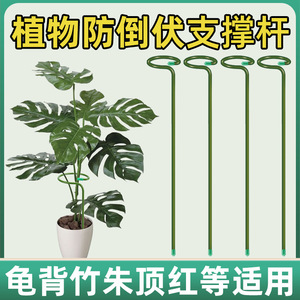Tuteurs d'escalade autonomes pour plantes grimpantes d'intérieur et d'extérieur (Pothos, Cactus de Noël) - Product Image 5