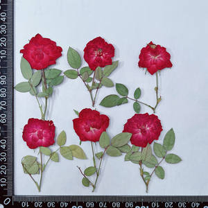 Rosa con <span class=keywords><strong>Brunch</strong></span>-Venta caliente Artesanía de resina usada Flores naturales reales secas y prensadas - Product Image 6