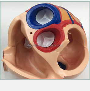 Modelo anatômico cardíaco adulto, ultrassom B, ultrassom, aparelho circulatório, cardiologia, modelo de ensino cardiovascular - Product Image 6