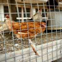 Vente directe d'usine 3x3 fil soudé galvanisé treillis bovin/4x4 treillis métallique soudé cage à poulet