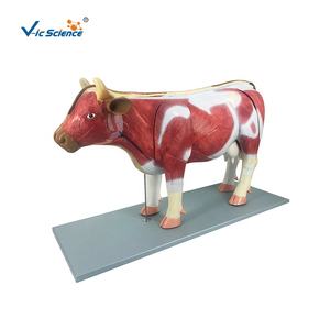 पशु मांसपेशी मॉडल बोवाइन एनाटॉमी मॉडल शारीरिक शिक्षा - Product Image 2