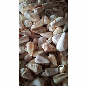 เปลือกหอยตกแต่ง คอลเลคชั่นเปลือกหอยธรรมชาติ สีแดงขาว เปลือกหอยนางรม กรวดเปลือกหอย สำหรับตกแต่งตู้ปลา สวน จัดสวน และงานฝีมือ - Product Image 5