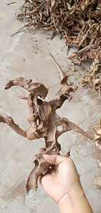 Groothandel <span class=keywords><strong>aquarium</strong></span>- en bonsai-<span class=keywords><strong>mangrove</strong></span>-afzettinghout, wortelhout, tweetyhout - Product Image 5