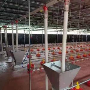 <span class=keywords><strong>Broiler</strong></span> ebeveyn stok için otomatik kanatlı besleme makinesi motorlu hayvan kafesleri ile tarım damızlık ev zincir sistemi kullanılır - Product Image 6