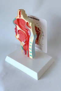 Life-Size PVC Oral <strong>Nasal</strong> Throat Anatomical Model Human <strong>Skeleton</strong> for Medical Science Training in Schools Pathology Medical Model - Product Image 2