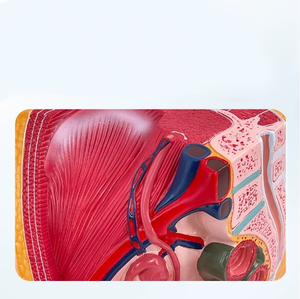 Nữ hệ thống tiết niệu và sinh sản Mẫu giải phẫu y học của cơ thể con người giảng dạy mô phỏng mô hình vùng chậu nữ - Product Image 5