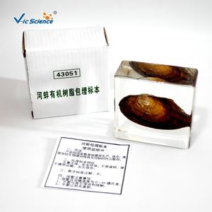 Especímenes de cristal de resina de Biología Animal Especímenes incrustados de resina orgánica de almejas Espécimen de almeja - Product Image 2