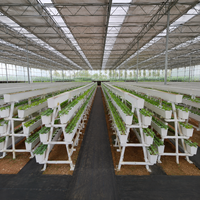 Système de culture hydroponique en gouttière pour la culture de fraises en PVC pour l'agriculture, la ferme et la serre