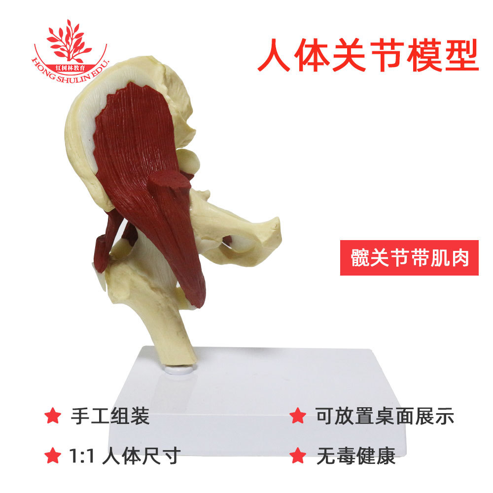Articulation de la hanche