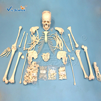 Modelo de Esqueleto Humano Desarticulado Completo, Huesos Sueltos Separados del Cuerpo Entero, Modelo de Enseñanza Médica de Anatomía