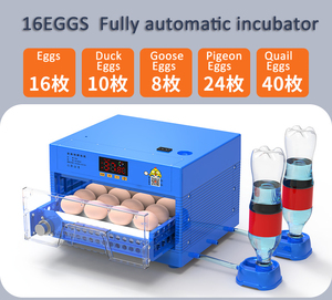 Prêt d'incubateur d'oeufs de perroquet à <span class=keywords><strong>gorge</strong></span> <span class=keywords><strong>rouge</strong></span> avec certificat CE - Product Image 6