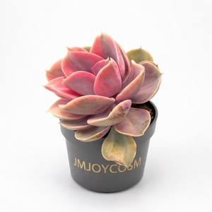 Succulenta Rainbow Variegata per Decorazione da Giardino, Parete Esterna, Interni, Ufficio, Balcone, Sfondo per Spazi Abitativi - Product Image 2