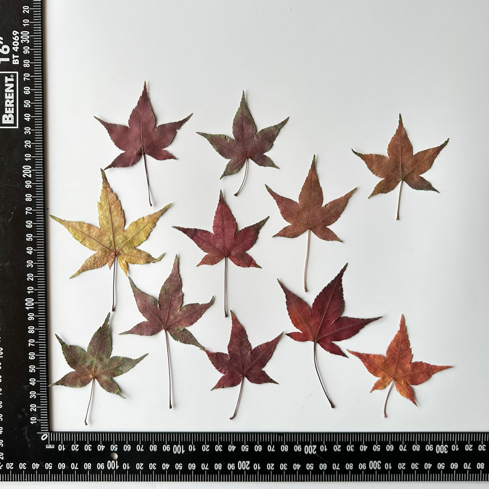 MH445 Mélange de feuilles de Sweetgum 3
