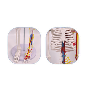 Wissenschaftliches Lehrmittel, 85 cm, das menschliche Skelett, Gefäße und Nerven, Anatomie-Modell, Lehrmittel - Product Image 4