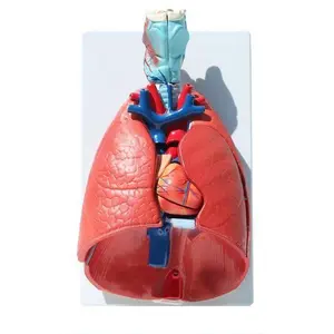 نموذج نظام التنفس الطبي, نموذج نظام التنفس الطبي مع 7 أجزاء من نموذج الرئة البشري للعرض الطبي