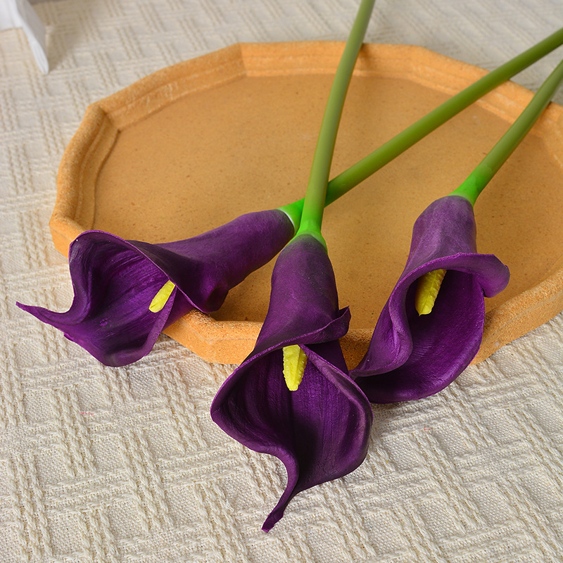 Viola