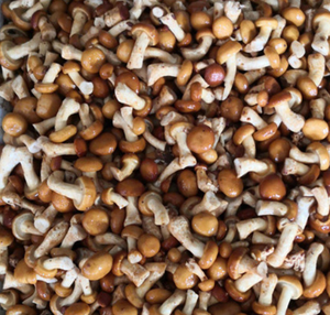 หัว Zi Gu Nameko เห็ดแห้งที่กินได้สำหรับอาหาร - Product Image 5