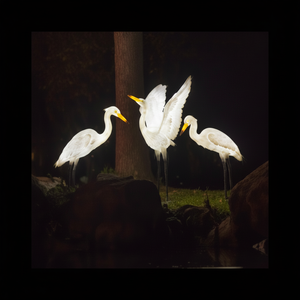 Lampe néon LED en forme d'hibou 3D personnalisée pour extérieur, IP65, en résine transparente et fibre de verre, pour éclairage de jardin, motifs lumineux - Product Image 1