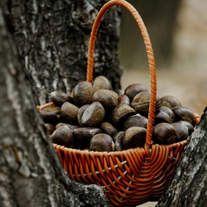 Castagne fresche biologiche di alta qualità e lavorazione cruda deliziosa e sana - Product Image 5