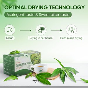 Cleistocalyx Nervosum Organic Premium Herbal <b>Tea</b> Bag 2G Vietnam Origin Helps Prevent & Support Gout Treatment NMPT Brand - Product Image 6