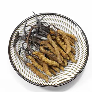 Best Price Quality Natural cordyceps militaris Bulk Oragnic Raw frozen dried tiens Cordyceps sinensis