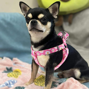 Manufacturers Oem Personalized Custom Adjustable <b>Harness</b> Small for Small Medium Large Dogs No Pull Step in Dog <b>Harness</b> - Product Image 2