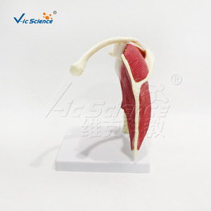 Modèle médical de l'articulation de l'épaule avec muscles et ligaments ; démonstration de l'atteinte de la coiffe des rotateurs ; enseignement et formation en réadaptation - Product Image 2