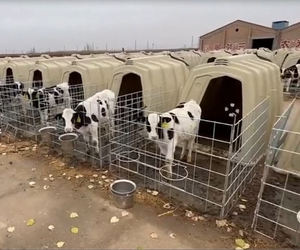 Refugio para Terneros de Alta Calidad para Exteriores, Caseta Individual para Terneros con Corrales Galvanizados para el Cuidado de la Salud de Terneros Lecheros - Product Image 5