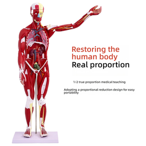 Modelo de músculo <span class=keywords><strong>humano</strong></span> de <span class=keywords><strong>cuerpo</strong></span> completo de PVC de 80CM con órganos internos modelo de anatomía de <span class=keywords><strong>ciencia</strong></span> médica para estudio de músculos y órganos - Product Image 5
