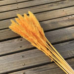 Offre Spéciale Bureau Accueil Parti Festival De Luxe Espace Naturel de Fleurs Séchées Décoration Petit Pampas Herbe - Product Image 2