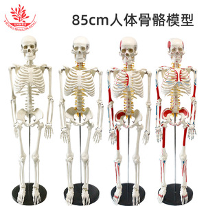 Modèle de squelette humain, 85 cm, sur pied, pour la communication médecin-patient, spécimen médical, squelette humain complet en plastique - Product Image 2