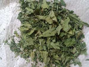 Machine à graines de céleri de haute qualité produit de traitement brut populaire sous supervision et production agricole en Egypte - Product Image 5