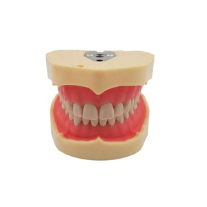 Modèle d'étude dentaire de type BF, modèle d'entraînement à l'éducation bucco-dentaire, gencives souples, 28 dents - Product Image 1