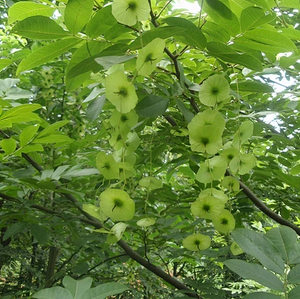 サイクロカリア・パリウルス葉エキス |   スイートティーツリーパウダー |   10:1 濃縮 80メッシュ |   血糖値サポート - Product Image 3