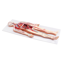 Simulador 3D de Circulación, Modelo de Sistema Circulatorio Humano para Enseñanza de Anatomía Médica