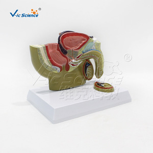 Modèle médical d'organe pelvien masculin, version de bureau, modèle de formation et d'enseignement en urologie, vente en gros. - Product Image 2