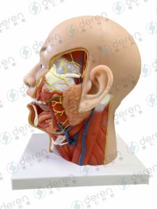 Model Anatomi Spesimen Pembuluh Darah dan Saraf Leher Kepala Deren DR Anatomi Manusia Silikon Lunak Buatan China - Product Image 6